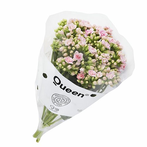 Produktbild von Schnitt Kalanchoe ,