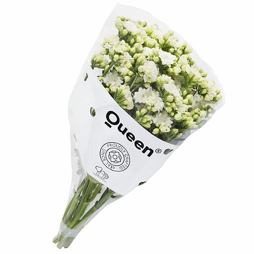 Produktbild von Schnitt Kalanchoe ,