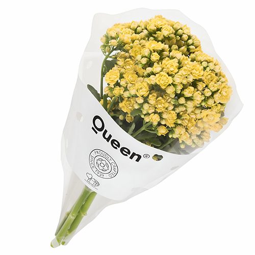 Produktbild von Schnitt Kalanchoe ,