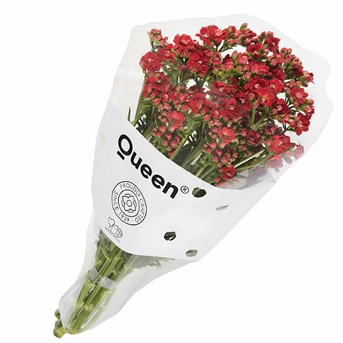 Produktbild von Schnitt Kalanchoe ,