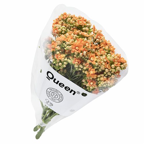 Produktbild von Schnitt Kalanchoe ,