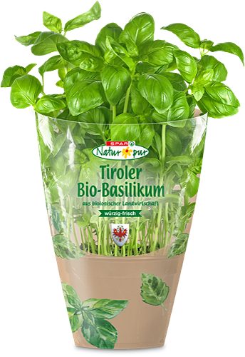 Produktbild von SPAR Natur*pur, Bio-Basilikum im Topf