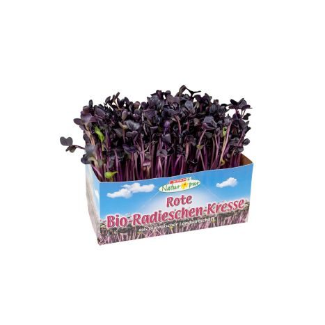 Kresse Radieschen rot BIO       GVE 9