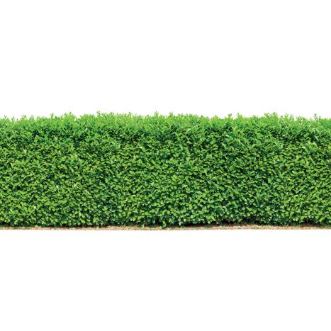 Kirschlorbeer 100cm, Caucasica online kaufen | INTERSPAR