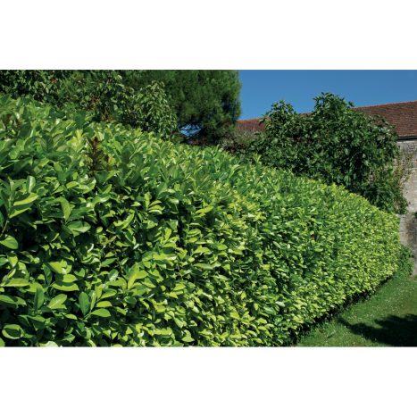fertilizer for monstera plant Monstera Plant Food – Enriched, Bioavailable Liquid Fertilizer main image 0