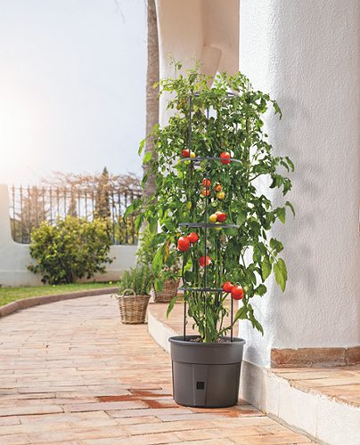 Produktbild von Tomatenanzucht-topf 30cm ,