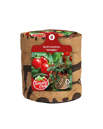 Produktbild von Baza, Küchengarten Tomatenstrauch Minibel