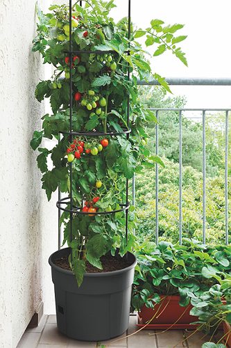 Produktbild von Tomatenanzucht-topf 40cm ,