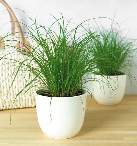 Produktbild von Katzengras Cyperus zumula ,