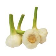 KNOBLAUCH frisch STK