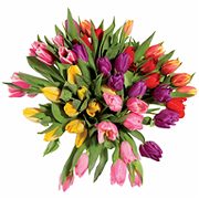 Tulpen 20Stk. BD