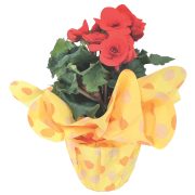 Begonia Confezionata
- in vaso ø 14 cm