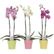Orchidee Phalaenopsis im Keramiktopf Muttertag