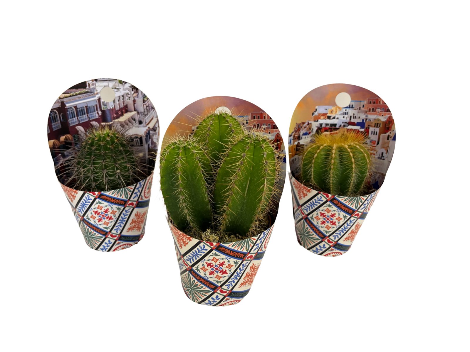 Cactus mix 
- vaso diametro 10 cm
