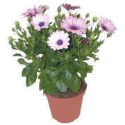 Dimorfoteca
- in vaso Ø 13 cm