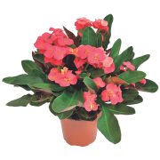 Euphorbia Milii
- in vaso ø 14 cm
