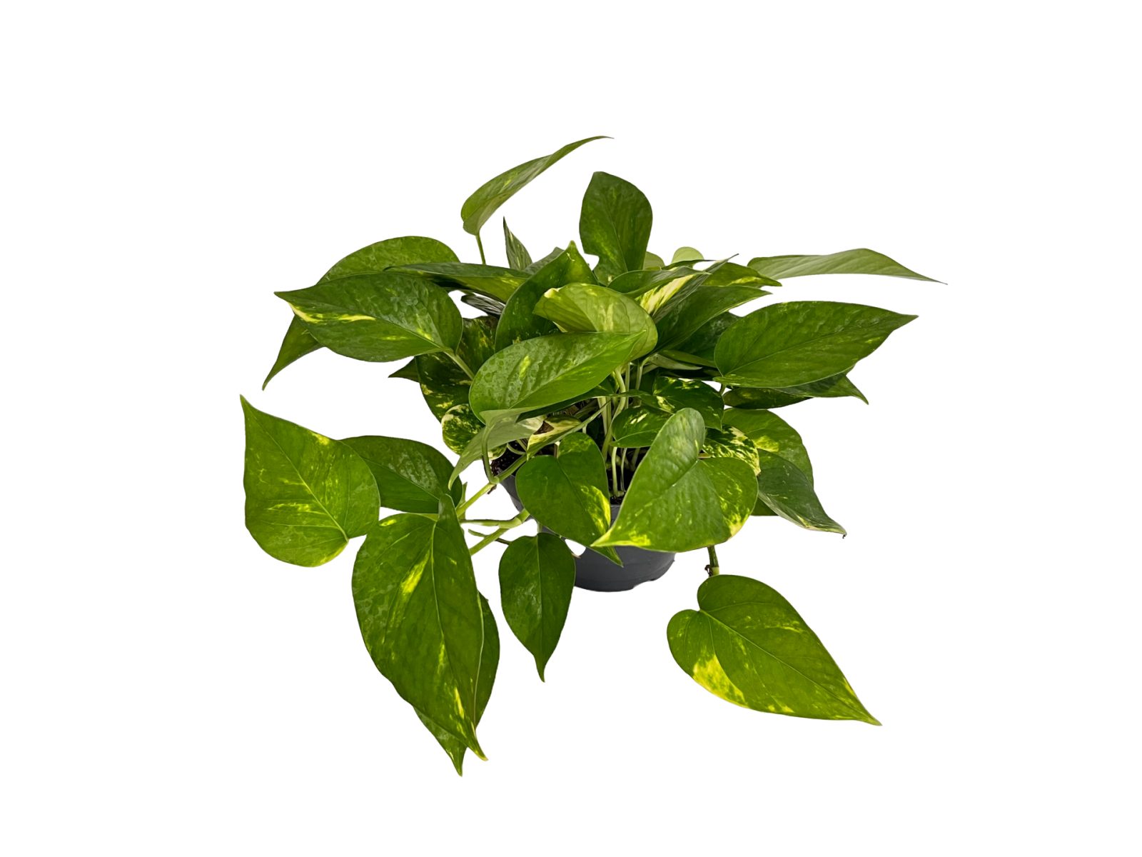 Pothos 
- ciotola ø cm 15
