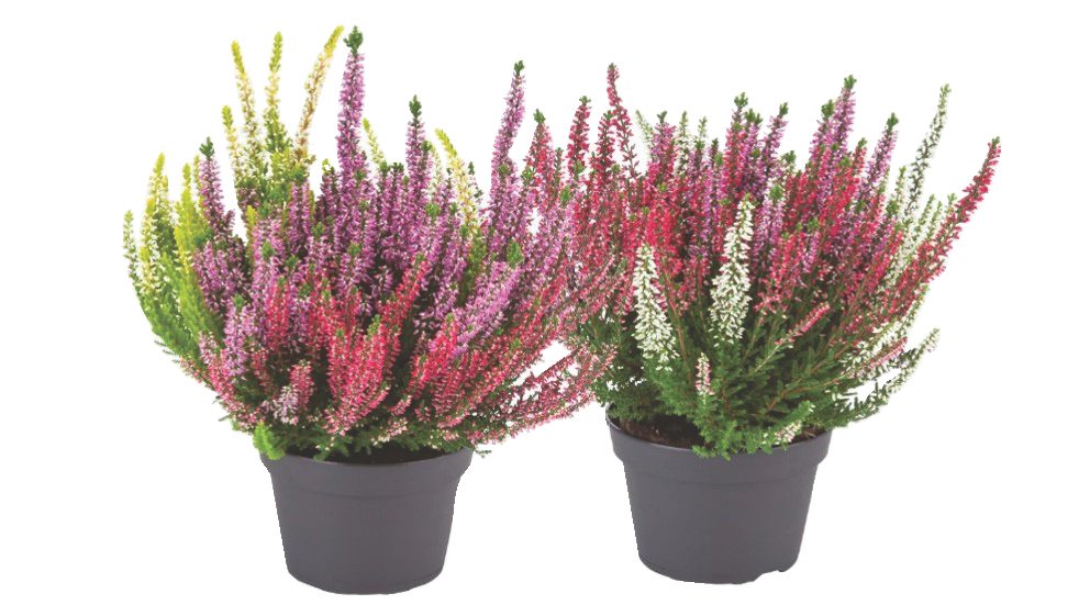 Calluna Tricolor
- in vaso ø 17 cm