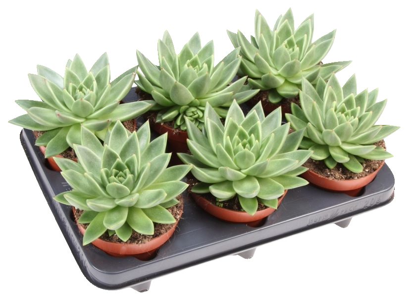 Echeveria
- in vaso ø cm 12