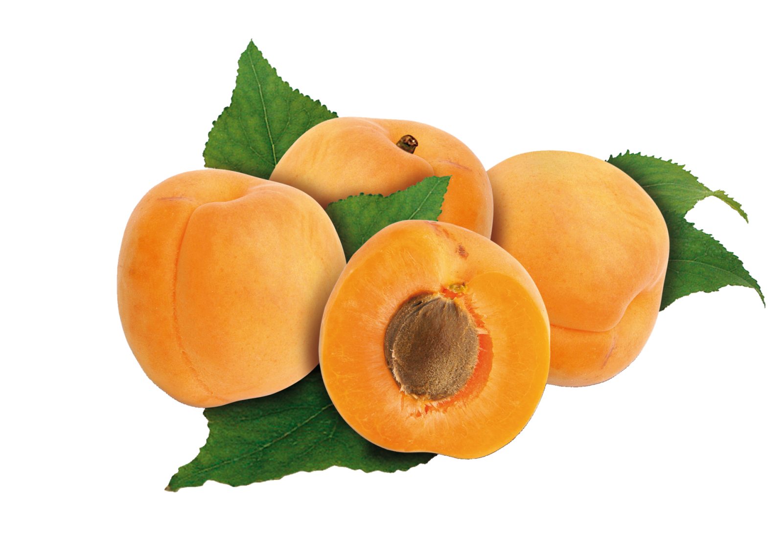 Albicocche