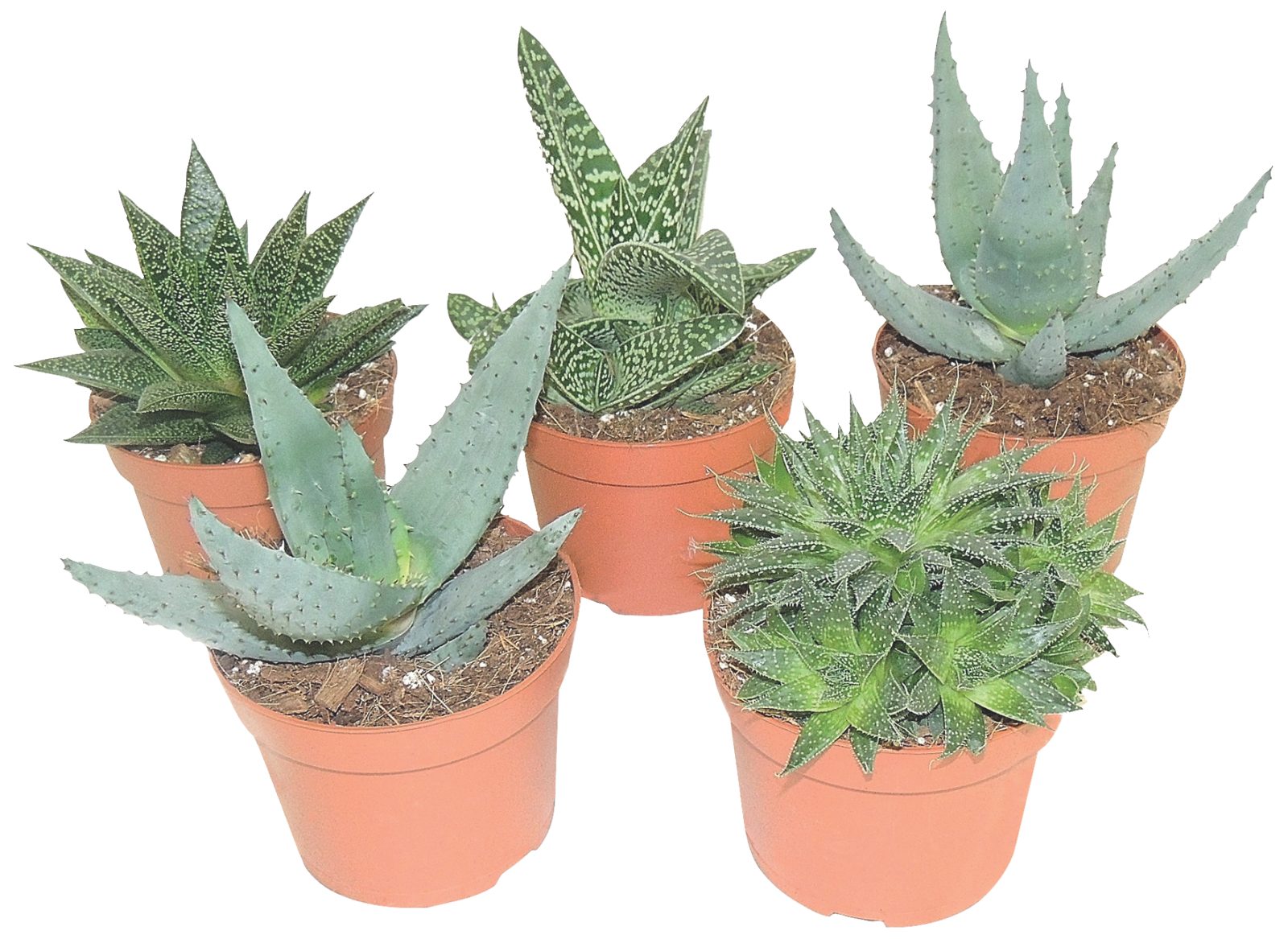 Piante grasse succolente
- vaso diametro 12 cm