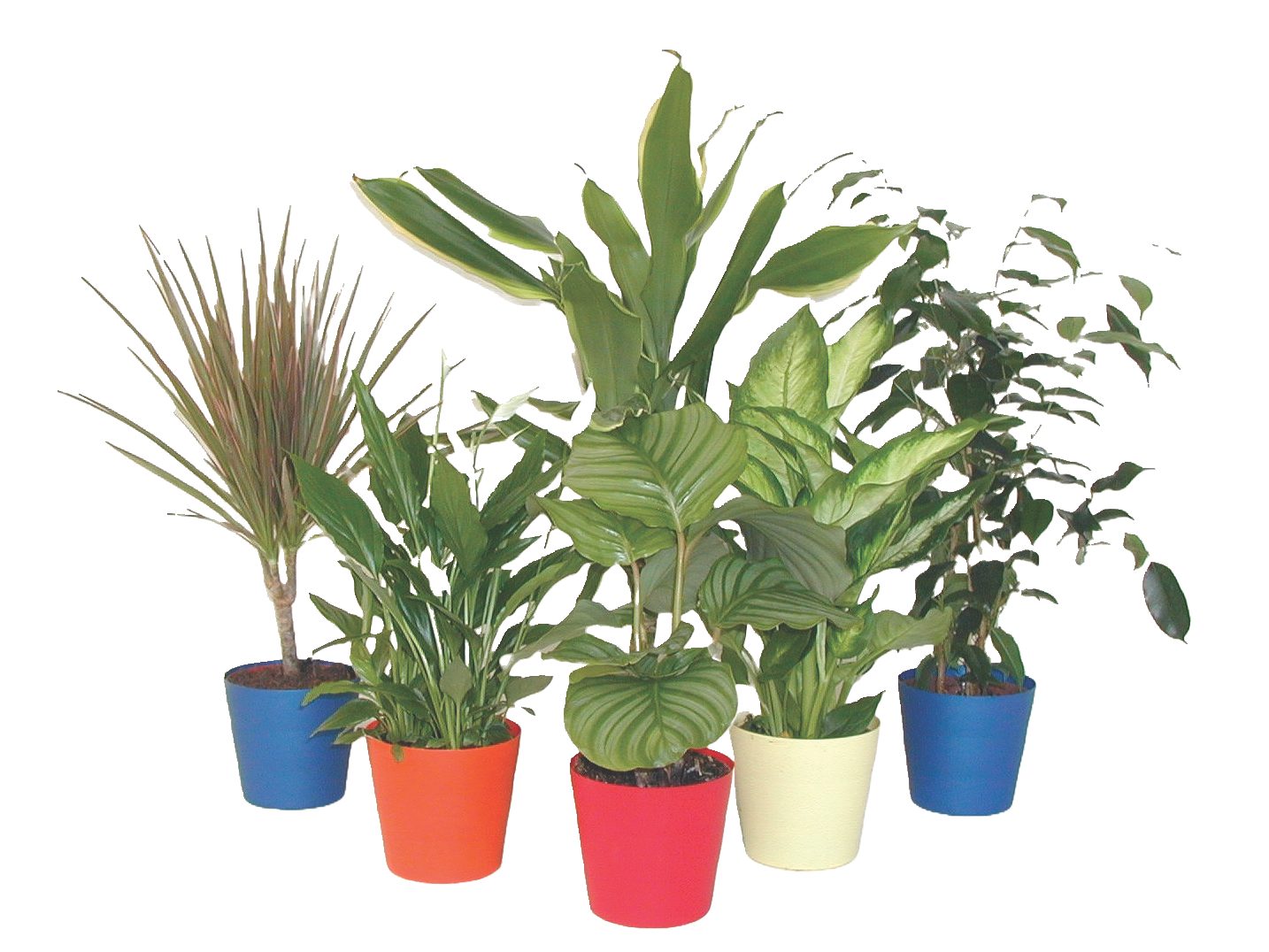 Mix Piante verdi assortite
- vaso diametro 12 cm
- 35/40 H cm