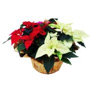 Topf mit drei Weihnachtssternen