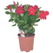 Dipladenia
- in vaso Ø 14 cm
