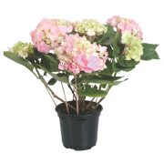 Ortensia
- in vaso Ø 14 cm
