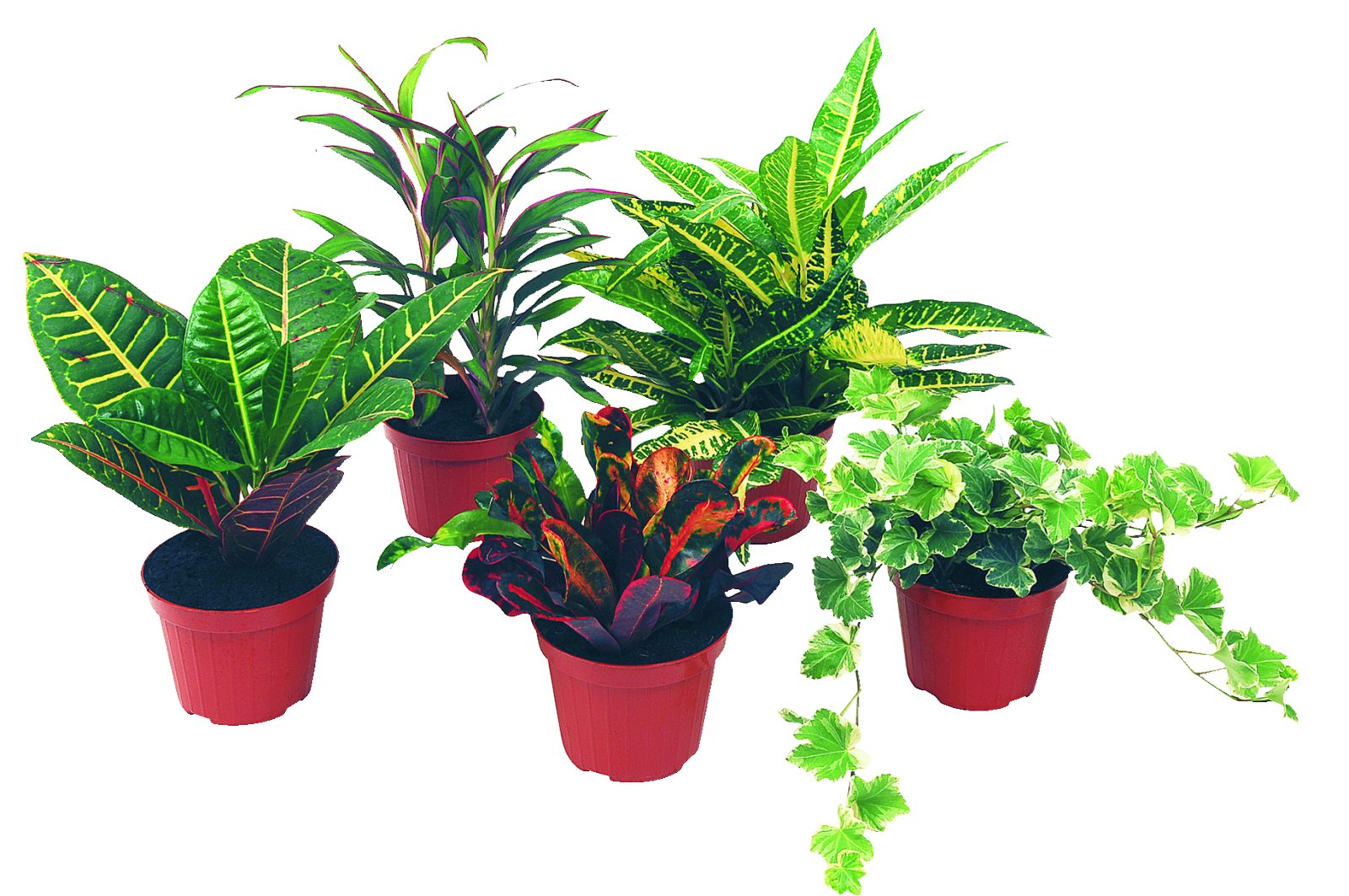 Piantine Verdi mix
vaso 12 cm, h 30/40 cm