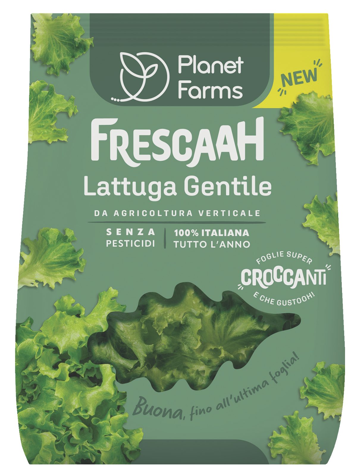 Lattuga Gentile Frescaah