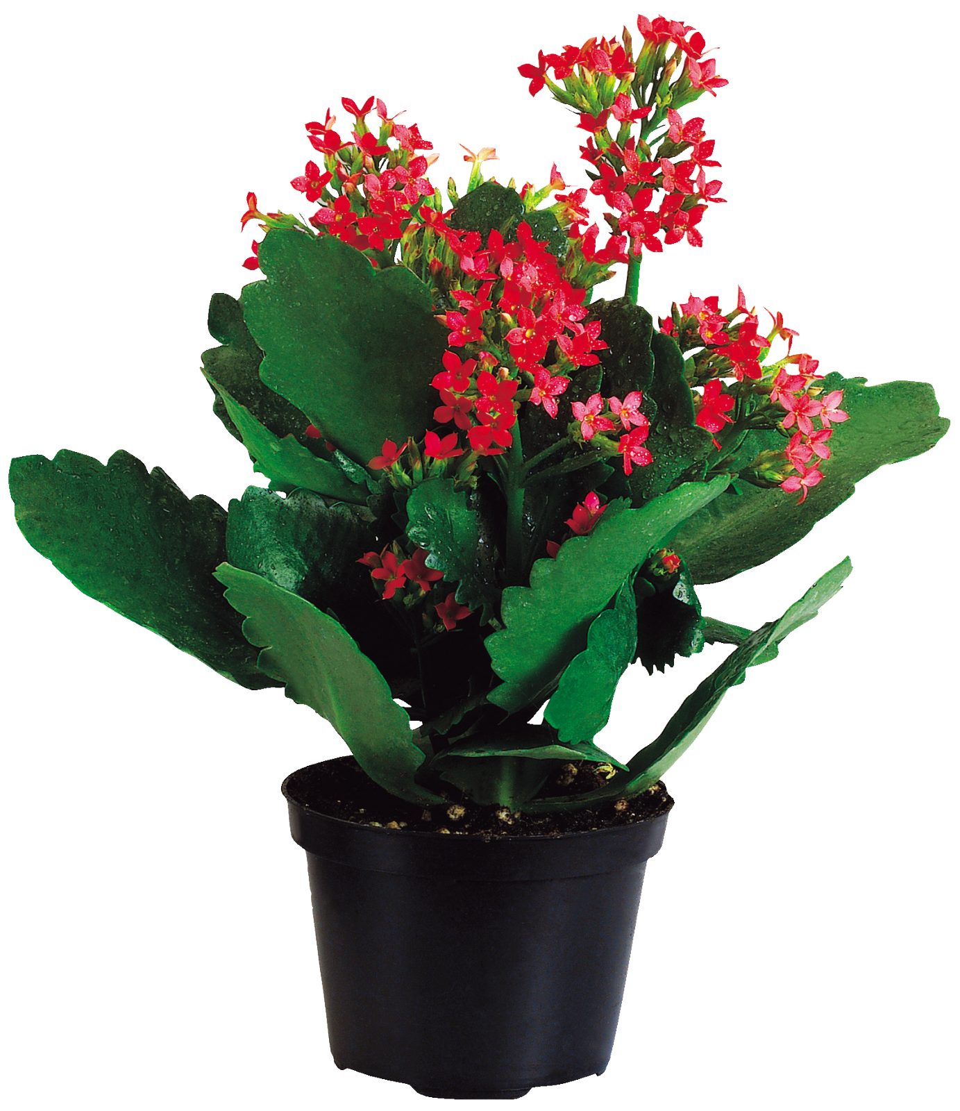 Kalanchoe
vaso 10,5 cm