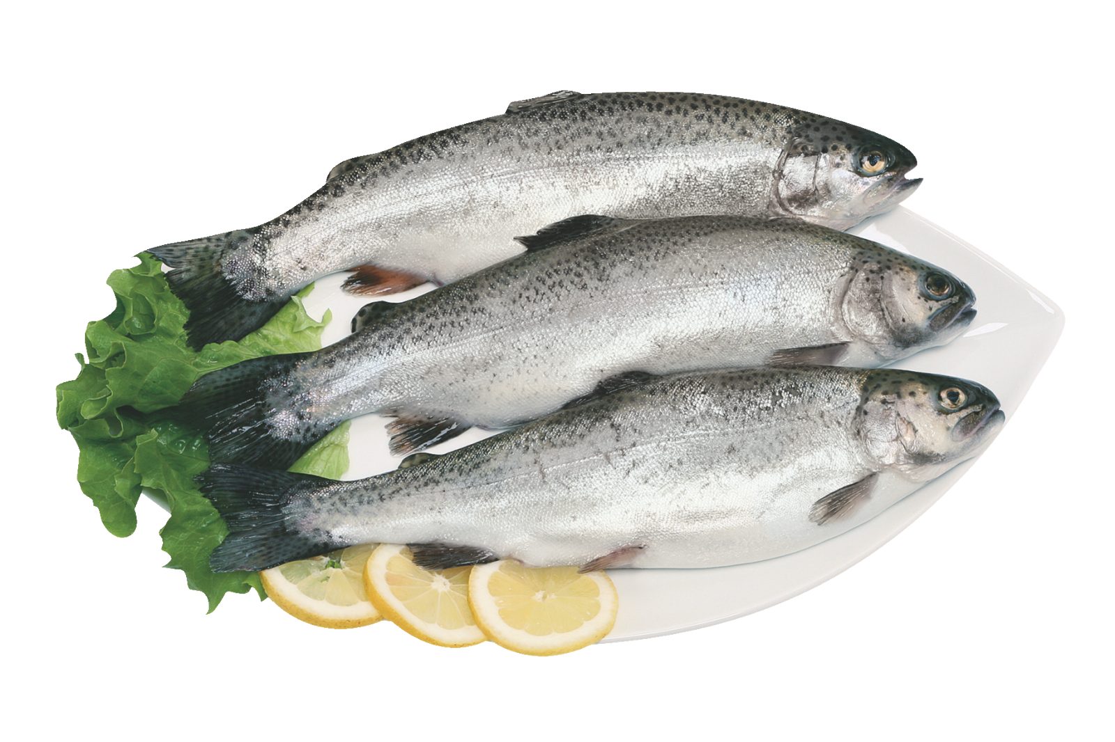 Trota salmonata