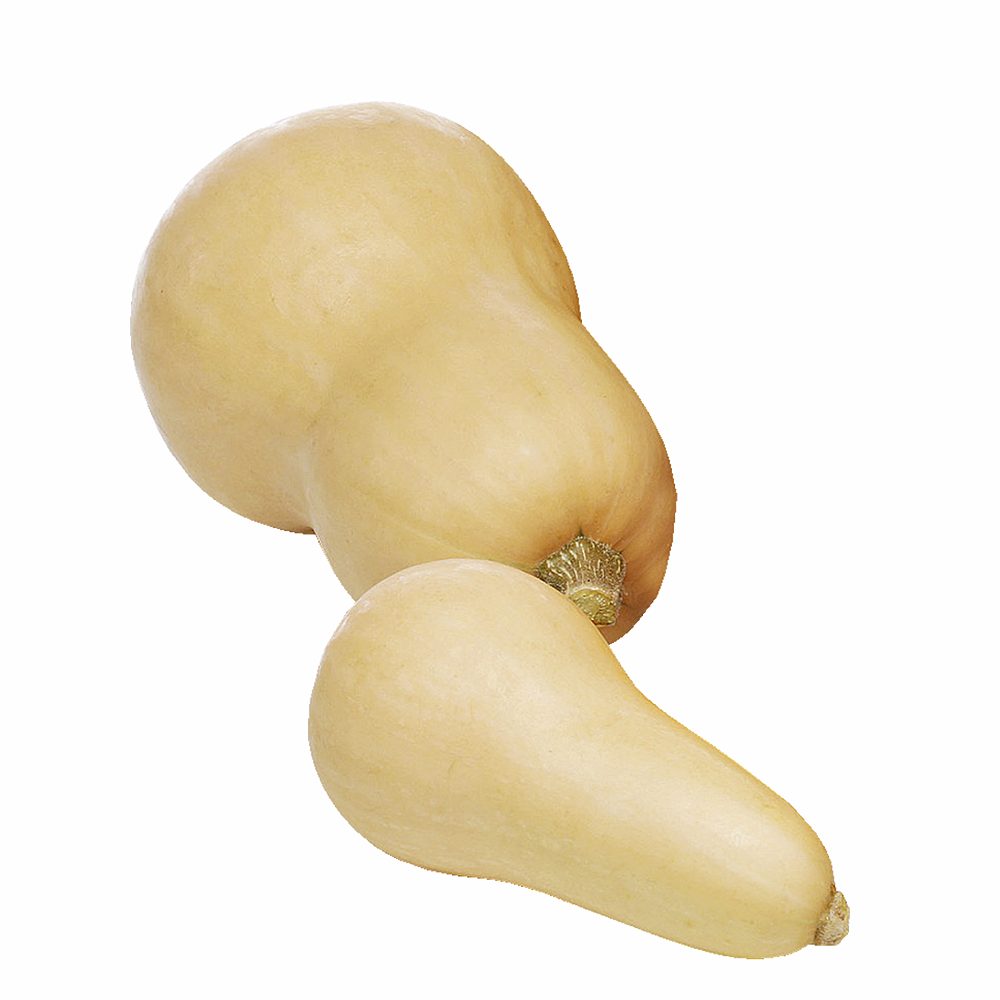 buče maslenke